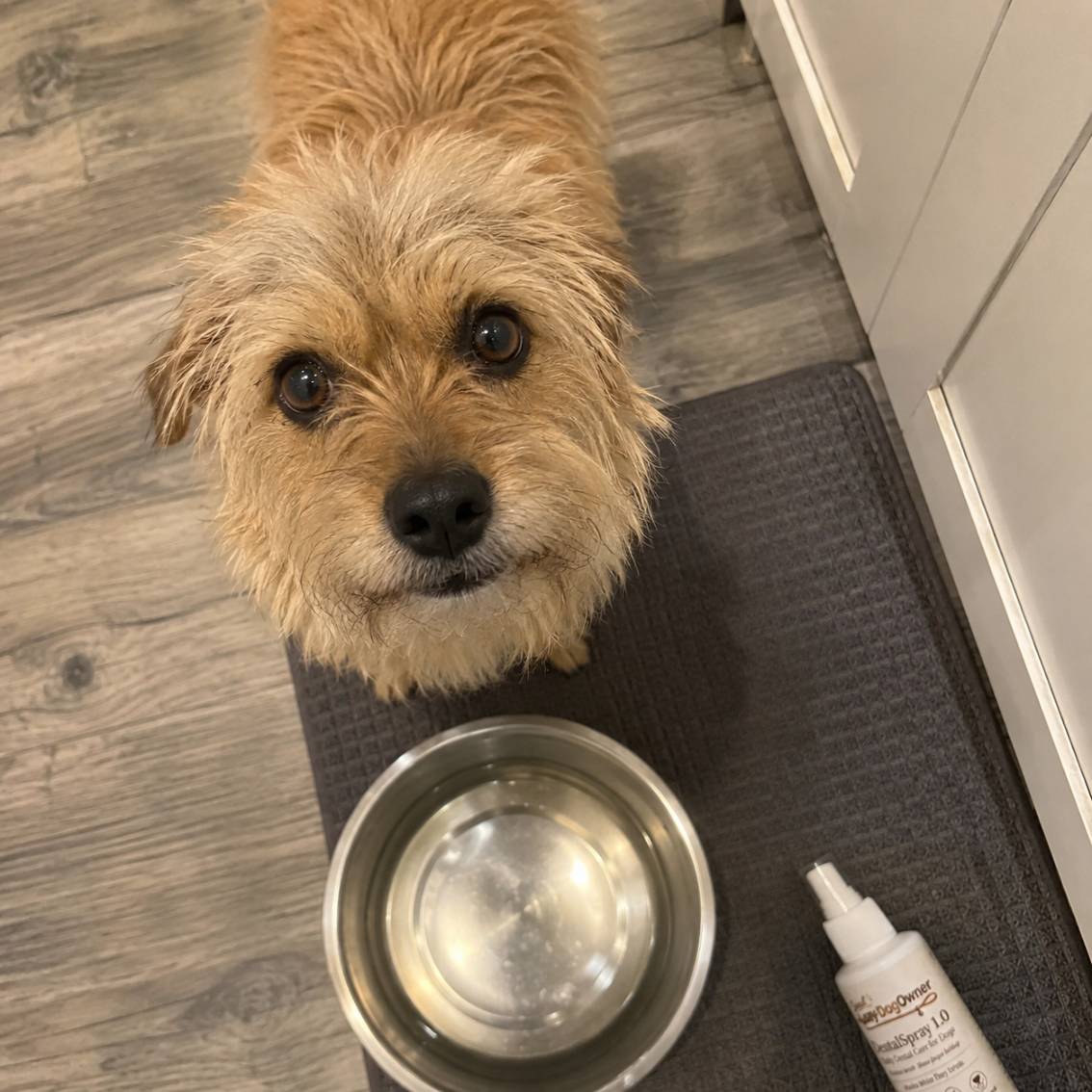 Terrier mix at a water bowl