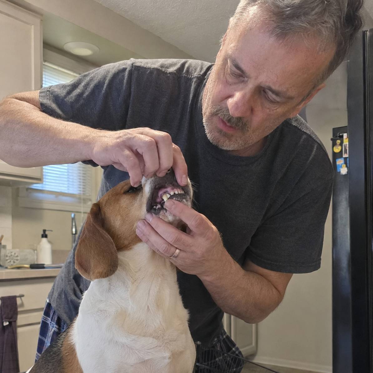 Beagle mix · Teeth-check routine