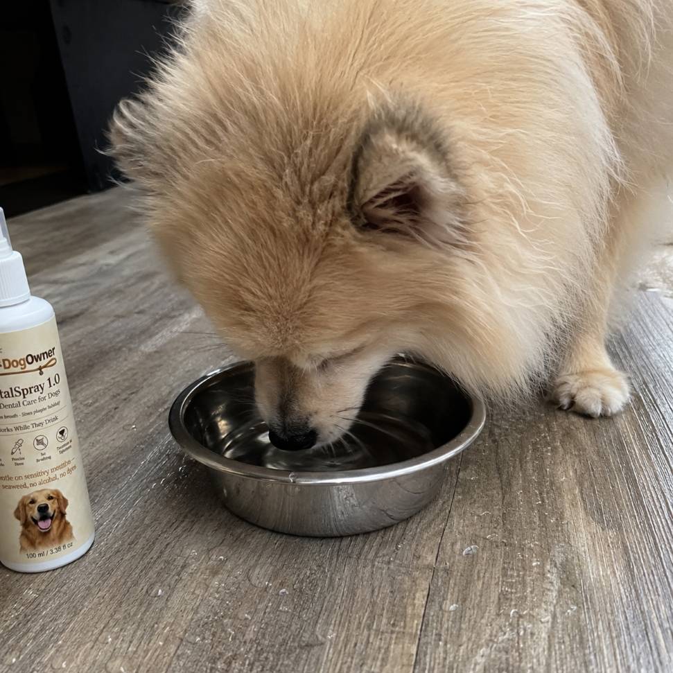 Pomeranian in a small-dog home