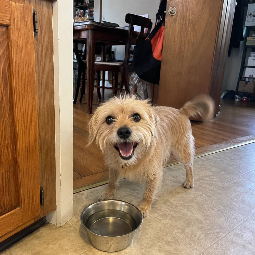 Dog who dislikes tooth brushing